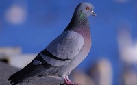 Как отвадить голубей от балкона и других мест в вашем доме – советы специалистов орнитологов