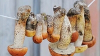 Самые эффективные способы, как хранить разные виды грибов в домашних условиях