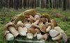 Самые эффективные способы, как хранить разные виды грибов в домашних условиях