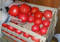 Лучшие способы как долго хранить помидоры в домашних условиях