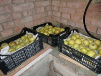Заготовка урожая надолго: как хранить яблоки в квартире и в погребе