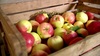 Заготовка урожая надолго: как хранить яблоки в квартире и в погребе