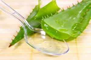 Заготовка сока и листьев алоэ: как хранить лекарственное растение?